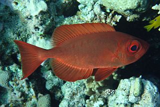 Priacanthus hamrur - Riff-Großaugenbarsch (Gewöhnlicher Großaugenfisch, Großaugensoldat)